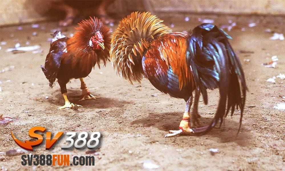 Bạn có thể nhận được 100 điểm tín dụng Bancah5 miễn phí trên trang web - Bancah5